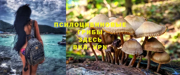 стафф Аркадак